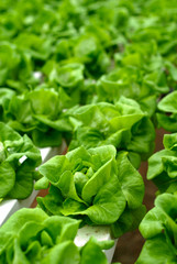 Green cabbage salad on farmland