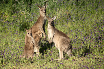 Eastern Grey Kangaroo Family © cbpix