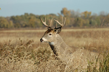 White-tailed Deer Buck