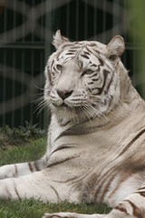 WHITE TIGER