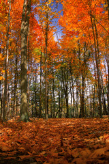 Obraz premium Fall trees