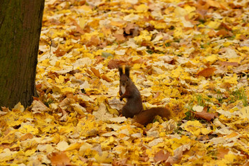 Squirrel in park
