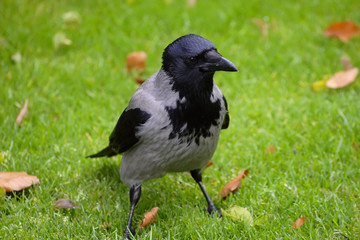 Fototapeta premium Crow on grass