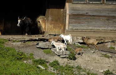 Obraz premium wildlife in zoo. Kaliningrad, Russia.