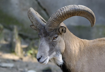 Wild goat in zoo. Kaliningrad, Russia.