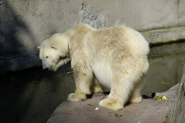 White (polar) bear in Zoo. Kaliningrad, Russia.