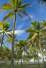 Coconut trees in Terengganu, Malaysia