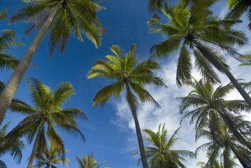 Fototapeta na wymiar Drzewa kokosowego w Terengganu, Malezji