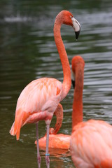 MATING FLAMINGOS