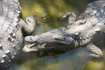 ALLIGATORS HUNTING FOR BIRDS