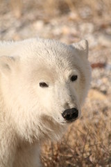 Eisbär / Polar Bear