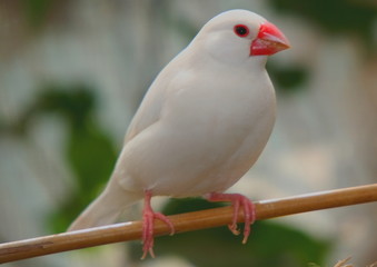 Vogel