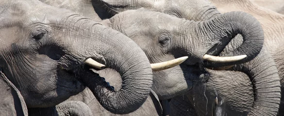 Wall murals Elephant Drinking elephants, Chobe N.P., Botswana