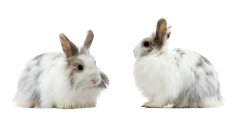 the royal lionhead's rabbit