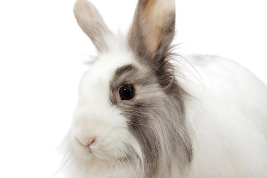 the royal lionhead's rabbit