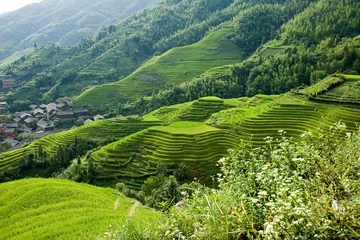 Rice on hills