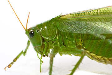 Heuschrecke