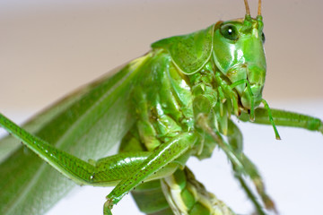 Heuschrecke