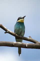 European Bee-eater