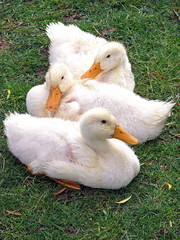 ducks