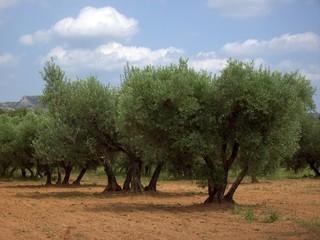 Olivenbaum 09