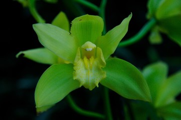 Fototapeta premium Palmiarnia in Lodz, Poland