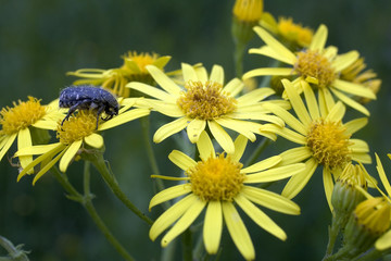 Coléoptère sur fleur de séneçon