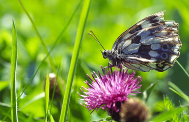 papillon demi-deuil sur fleur de centaurée