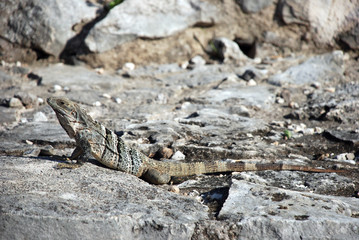 Iguana