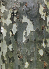 Plane tree bark