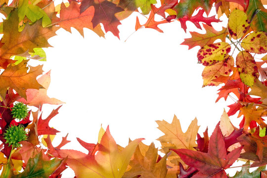 fall leaves frame 2