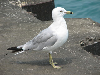 sea gull