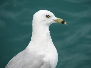 sea gull