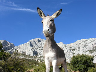 Ane en Provence © tangofox