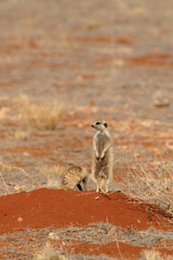Erdmännchen