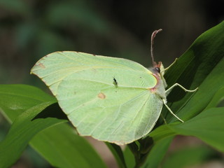 Un moucheron sur un citronc