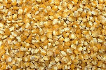 Corn seeds background