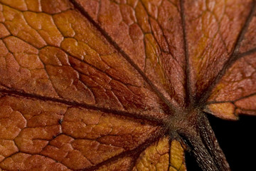 Foglia d'orata con venature