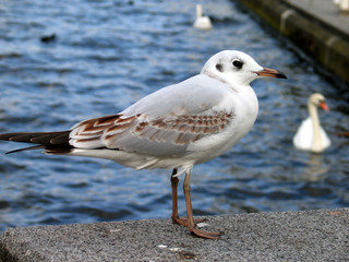 Möwe