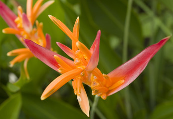 Mexican Flower