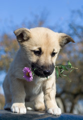 puppy dog hold flower in mouth 2 - 5029374