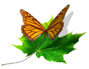 Butterfly Lands on Maple Leaf
