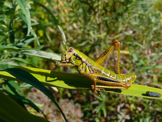 Grasshopper 8