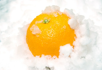 orange in snow