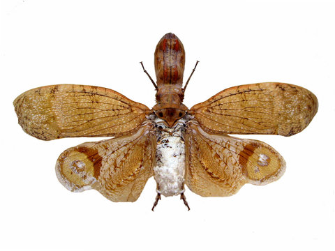 Peanut-head bug.