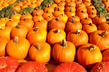 Kürbisse