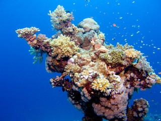 Fototapeta na wymiar Korale w Morzu Czerwonym