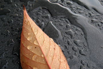Autumn: Wet leaf after the rain on metallic dark background