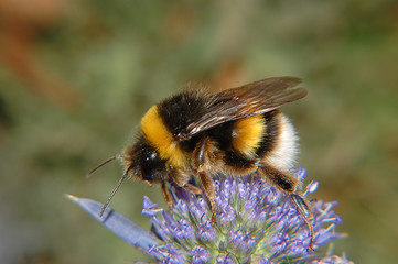 macro