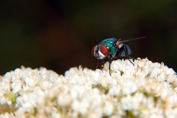 macro